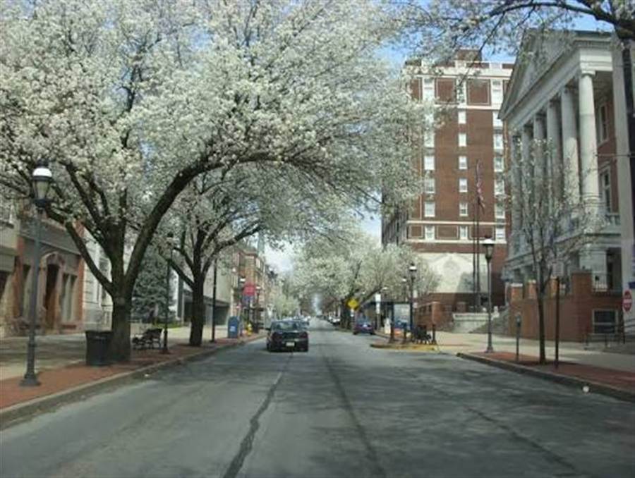 Cherry blossom-lined street in downtown York, Pennsylvania